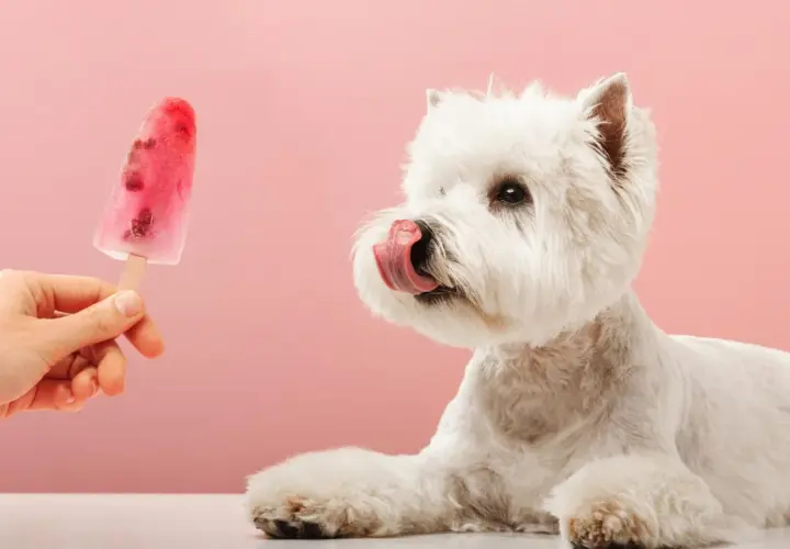 Ein weißer Westie leckt sich die Lippen, während eine Hand ihm ein selbstgemachtes Hunde-Eis mit Beeren anbietet.