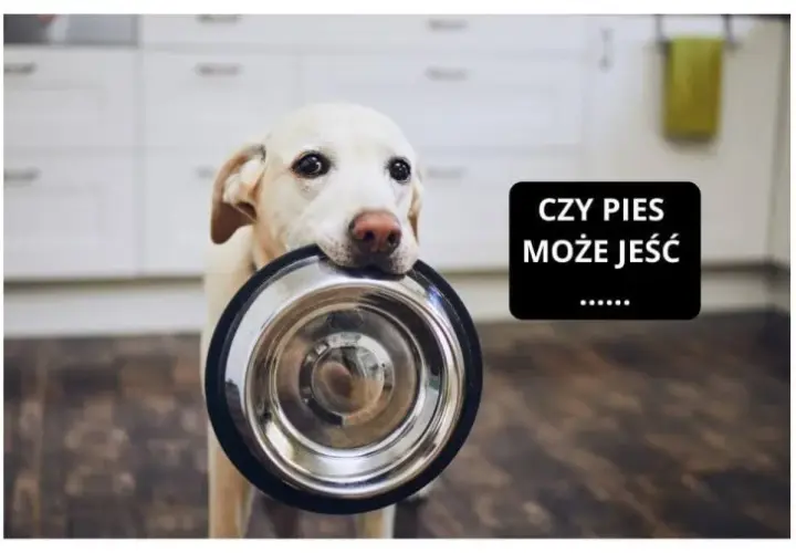 Czy pies może jeść gotowane mięso? Bezpieczeństwo i przepisy