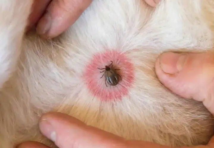 Garrapata en la piel de un perro, rodeada de un eritema que podría indicar enfermedad de Lyme en perros.