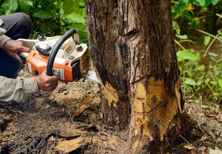 Pilarka Stihl czy Husqvarna: Która lepsza dla Twoich potrzeb?