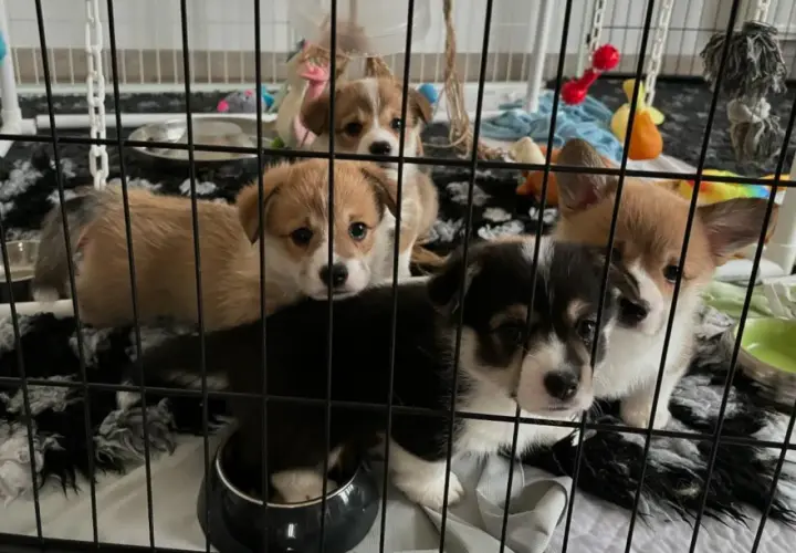 Szczenięta corgi w klatce kennelowej, wyglądają na smutne, być może to lęk separacyjny.