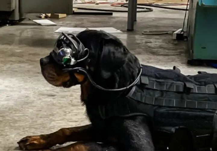 Czarny pies rasy Rottweiler w kamizelce taktycznej i goglach, gotowy do akcji jako pies wojskowy.