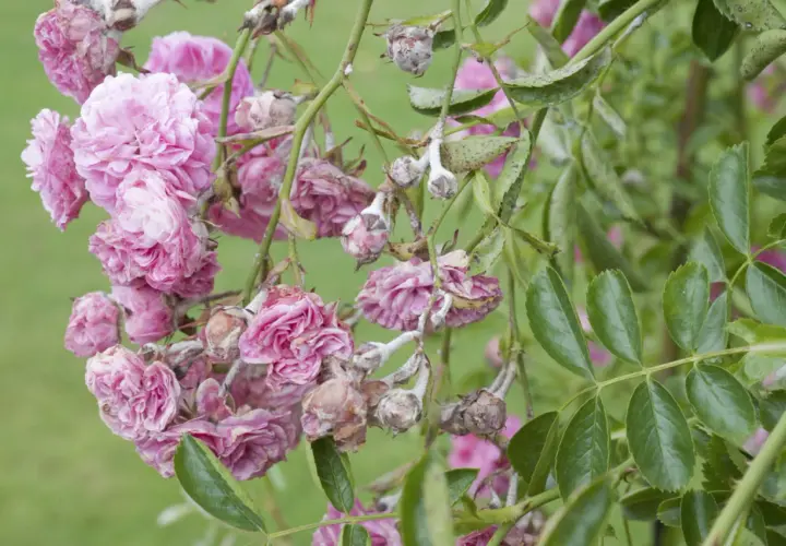 Fleurs de roses grimpantes roses atteintes par la maladie, avec des pétales flétris et des boutons couverts d'une poudre blanche.