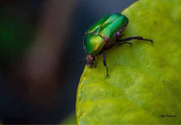Scarabeo verde metallico, uno degli insetti utili, si posa su una foglia.