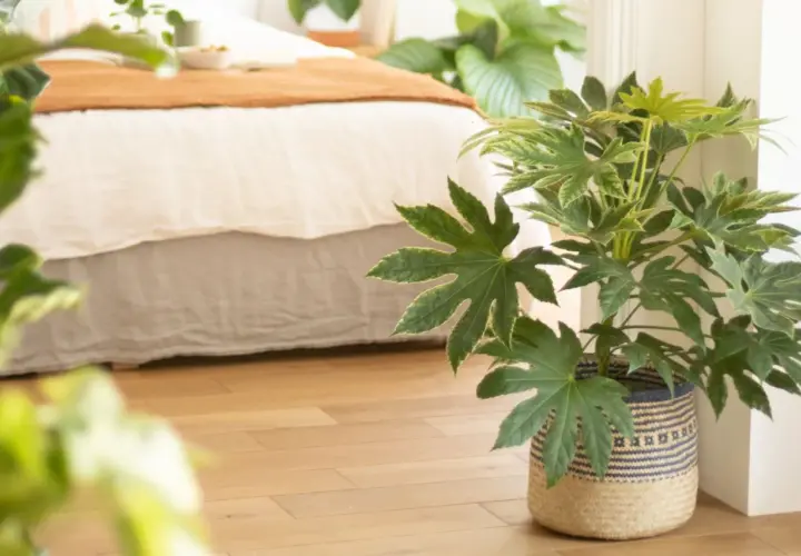 Ein Zimmer mit Bett und Holzboden, geschmückt mit **pflanzen die die luft reinigen**.