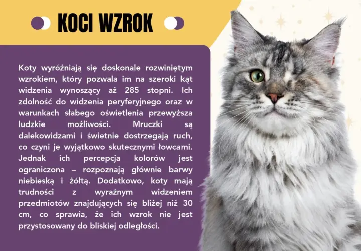 Ciekawostki o kotach: ich wzrok jest niesamowity! Widzą 285 stopni, świetnie w ciemności i dostrzegają ruch, ale mają problem z bliskimi przedmiotami.