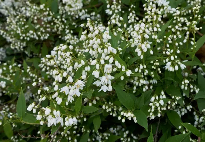 Un arbuste de deutzia en pleine floraison, ses grappes de petites fleurs blanches évoquent la douceur du printemps. Sa hauteur modeste le rend idéal pour les jardins.