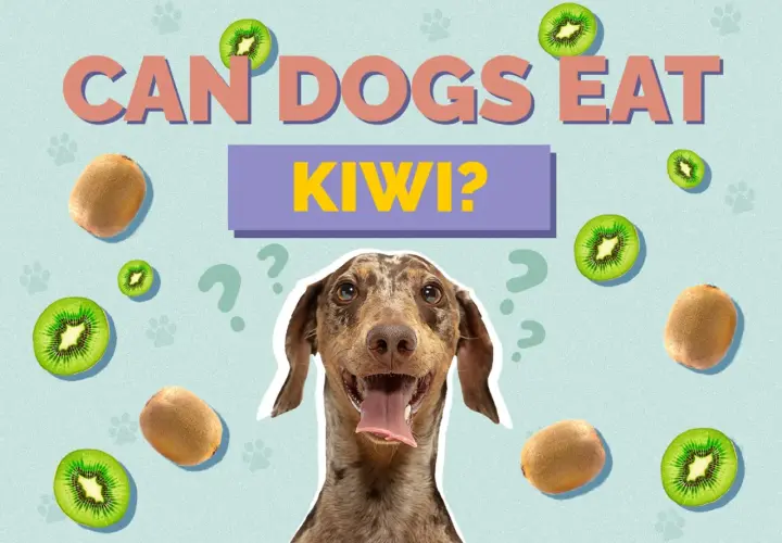 A dog looks at kiwis scattered around the text "CAN DOGS EAT KIWI?".