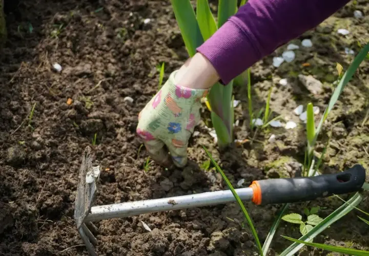 Ręka w rękawiczce usuwa uciążliwe chwasty rozłogowe z ziemi. Obok leży motyczka.