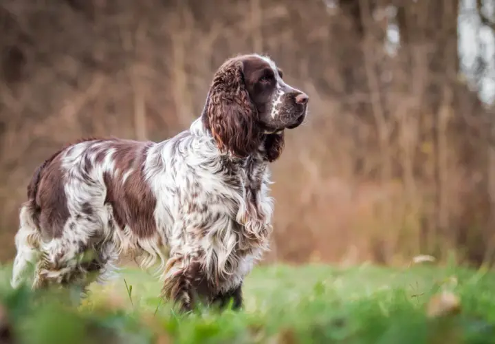 Ein English Springer Spaniel steht im Gras, sein braun-weißes Fell ist im Sonnenlicht zu sehen.