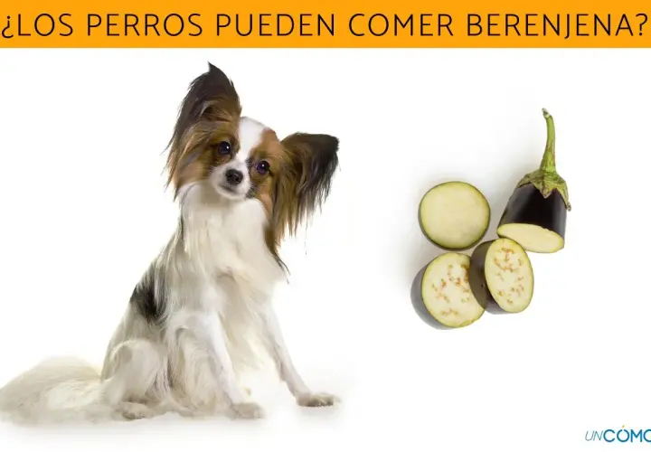 Un perro adorable mira atentamente mientras se presentan rodajas de berenjena, sugiriendo que los perros pueden comer berenjena.
