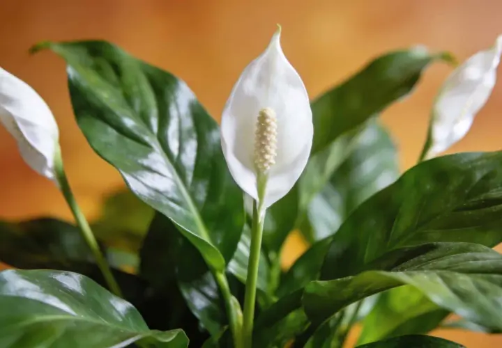 Un spathiphyllum aux feuilles vertes et brillantes, avec une fleur blanche élégante. L'entretien de cette plante est simple.
