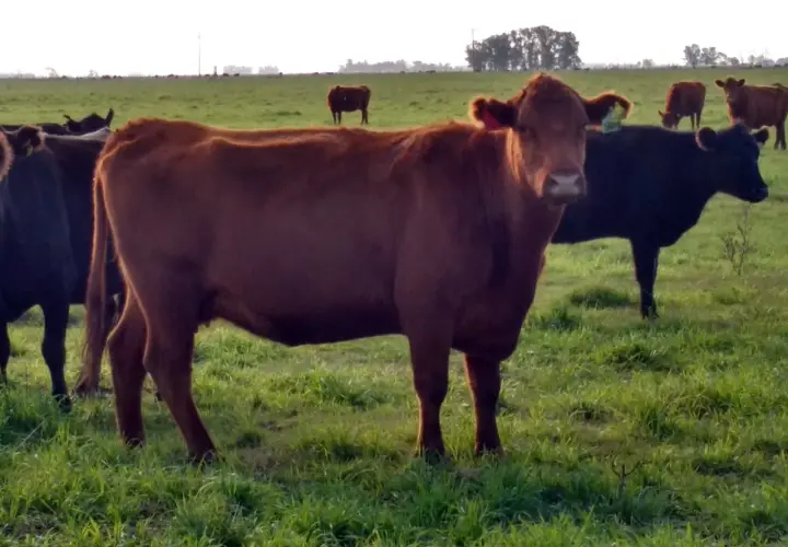 Vacas pastando en un campo verde. Una vaca marrón mira a la cámara, como si soñar con vacas fuera posible.