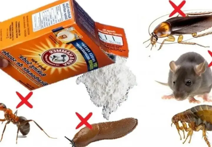 Soda na mrówki i inne szkodniki. Proszek z opakowania Arm & Hammer Baking Soda odstrasza mrówki, ślimaki, karaluchy, szczury i pchły.