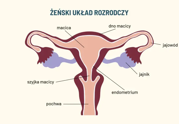 Schemat żeńskiego układu rozrodczego z zaznaczonymi elementami: macica, jajowód, jajnik, szyjka macicy, endometrium i pochwa.