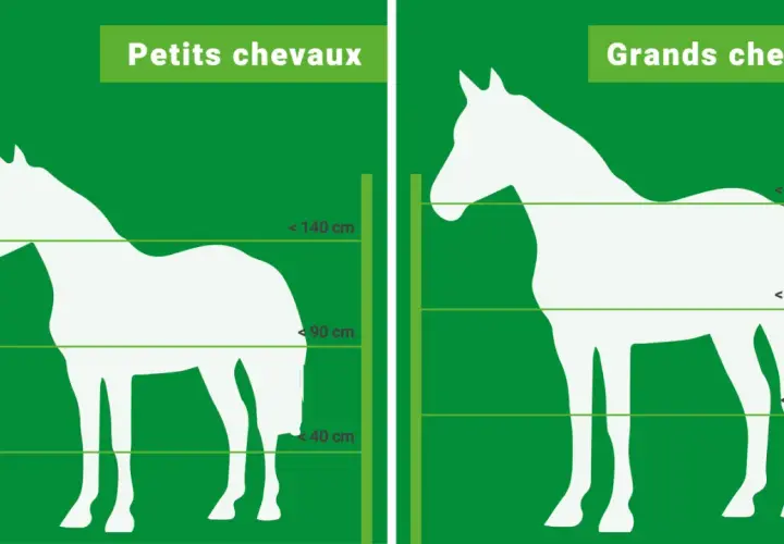 Comparaison de la hauteur cloture chevaux : petits et grands chevaux, avec indications de tailles en cm.