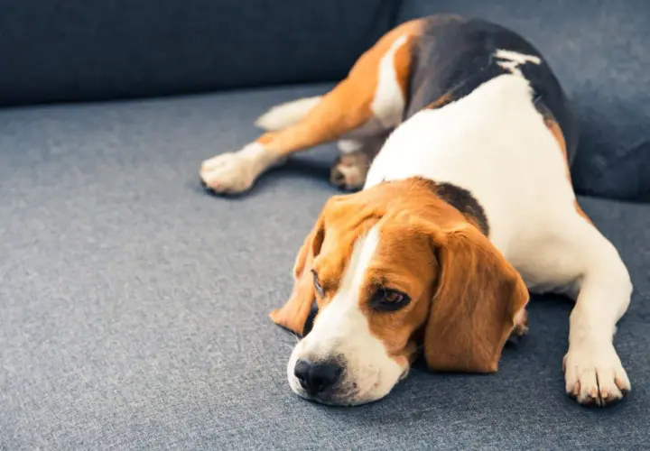 A sad beagle rests on a couch, perhaps after a dose of thc for dogs.