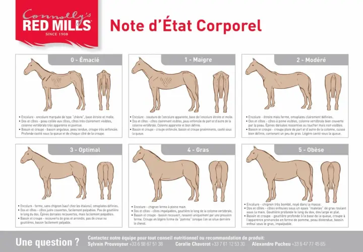 Illustration comparant l'état corporel des chevaux, de émacié à obèse, montrant les muscles et la masse corporelle.