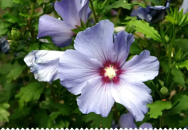 Gros plan sur une fleur d'hibiscus bleu pâle, ses pétales délicats révélant un cœur pourpre. La taille de l'hibiscus est impressionnante.