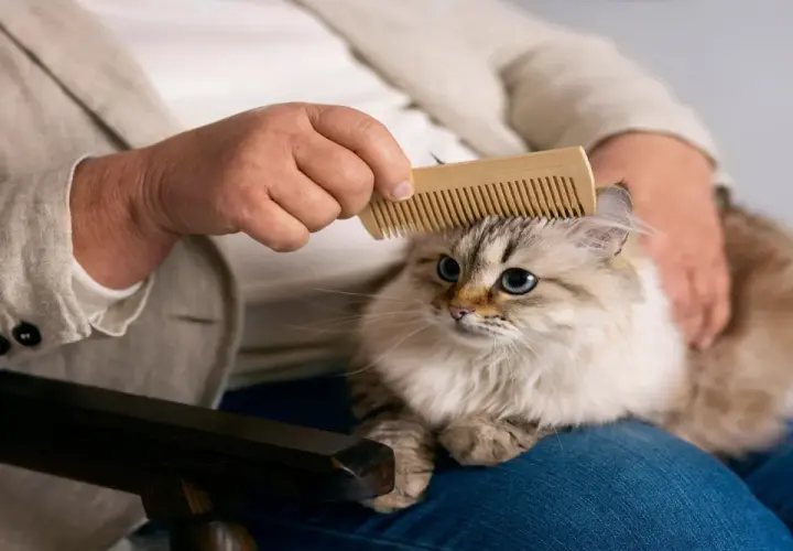 Persona peina a su gato con un cepillo de madera, una forma efectiva de como eliminar el pelo de gato del ambiente y mantener el hogar limpio.