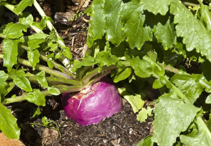 Gros navet violet émergeant de la terre, entouré de feuilles vertes luxuriantes. Une belle variété de navet prête à être récoltée.