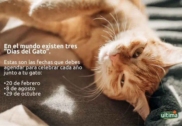Un gato naranja descansa, invitando a celebrar los tres "Días del Gato" agendados: 20 de febrero, 8 de agosto y 29 de octubre.