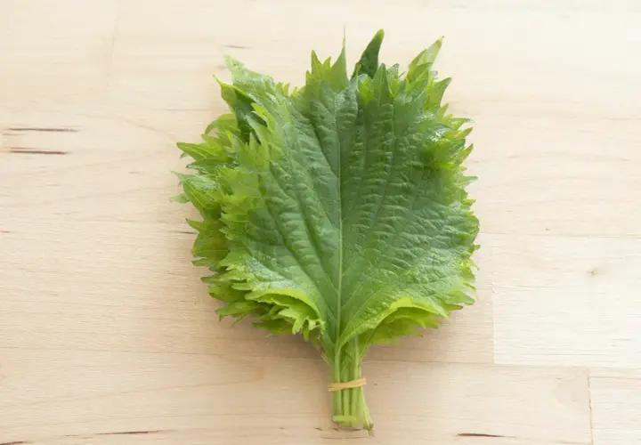 A bunch of fresh green shiso leaves, tied with a rubber band, ready for delicious shiso recipes.