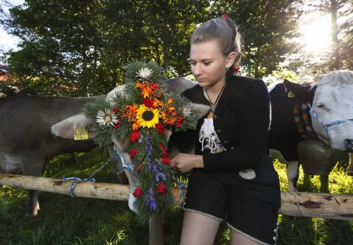 Junge Frau schmückt Kuh für den Almabtrieb mit Blumenkranz. Kühe mit Glocken und traditioneller Tracht.