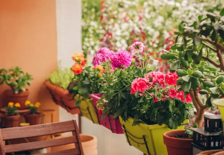 Kolorowe kwiaty na balkon zachodni: różowe dalie, czerwone pelargonie i pomarańczowe róże w donicach.