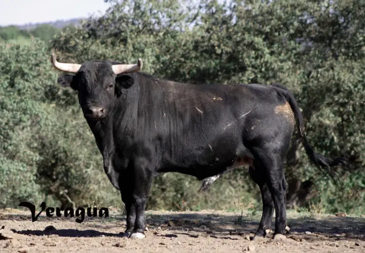 Toro negro de lidia, con cuernos curvos y mirada desafiante. Parece un ejemplar digno de un torero como José Luis Iniesta.
