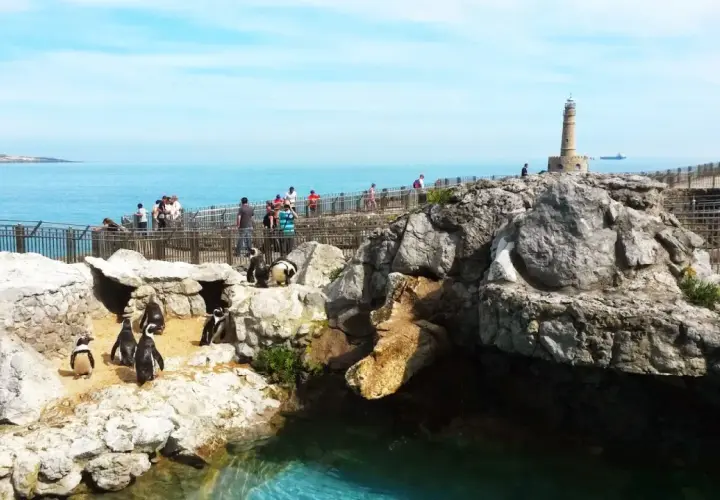 Pingüinos en su hábitat rocoso junto al mar, con visitantes observando. El parque marino de la Magdalena ofrece vistas espectaculares.