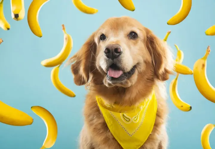 Złoty retriever w żółtej bandanie otoczony przez spadające banany. Czy pies może jeść banana? Ten słodki psiak wygląda, jakby chciał się przekonać!