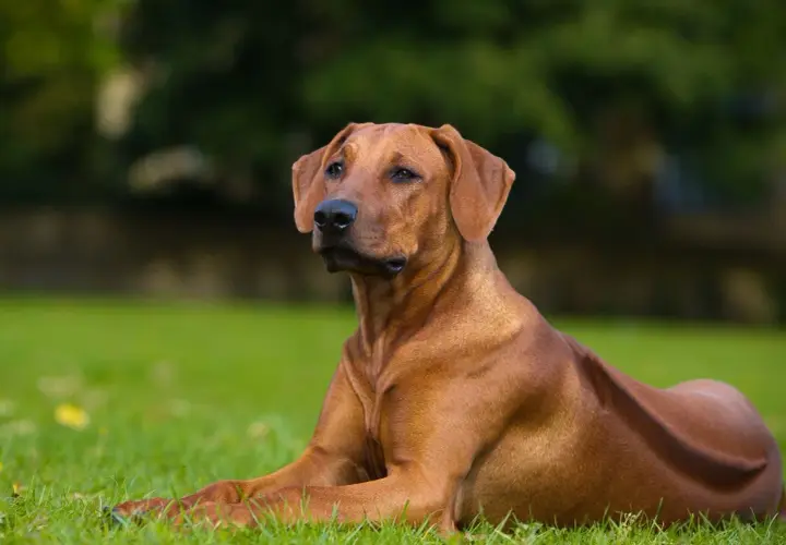 Un chien chasseur de lion, un Rhodesian Ridgeback, repose sur l'herbe verte, son pelage roux brillant sous la lumière.