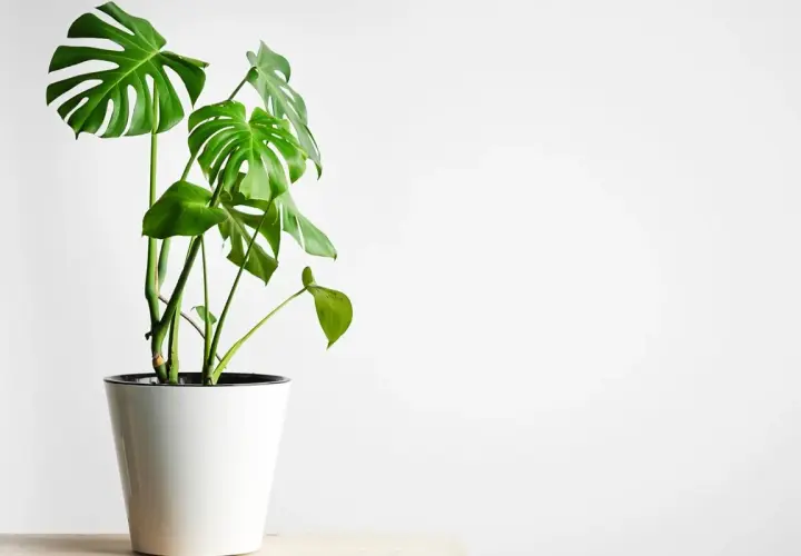 Monstera w białej donicy, idealne warunki dla tej rośliny to jasne, rozproszone światło.