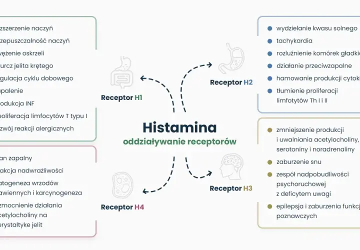 Schemat przedstawiający oddziaływanie histaminy na receptory H1, H2, H3, H4 i ich skutki.