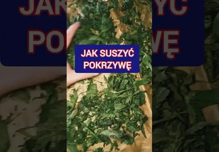 Jak suszyć pokrzywę na herbatę, aby zachować jej cenne właściwości