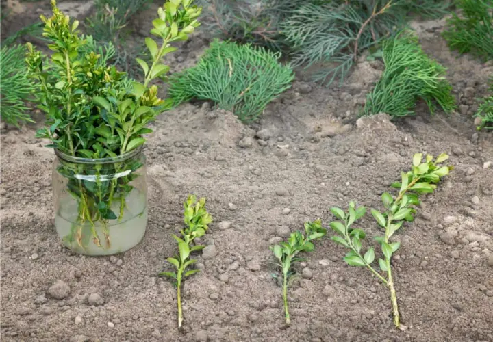 Rami di bosso in un barattolo d'acqua e altri pronti per la riproduzione per talea sul terreno.