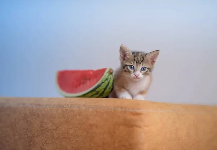 Ein süßes Kätzchen sitzt neben einem Stück Wassermelone auf einem braunen Polster.