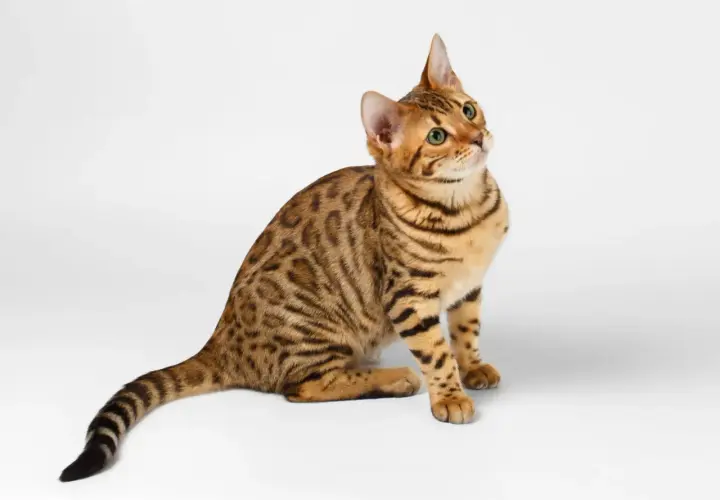 Un joven gato de bengala con pelaje moteado y ojos verdes brillantes mira hacia arriba, cautivado por algo fuera de plano.