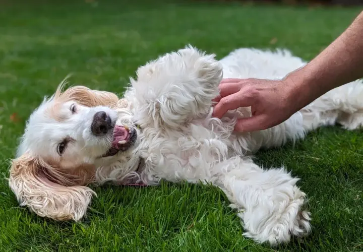 Un perro blanco y esponjoso se revuelca feliz en la hierba mientras una mano le hace cosquillas en la barriga. ¡A los perros les encantan las cosquillas!