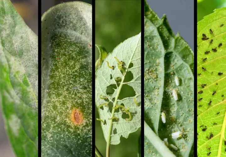 Immagini di parassiti delle piante: muffa bianca, macchie fogliari, bruchi affamati, mosche bianche e afidi neri che infestano le foglie.