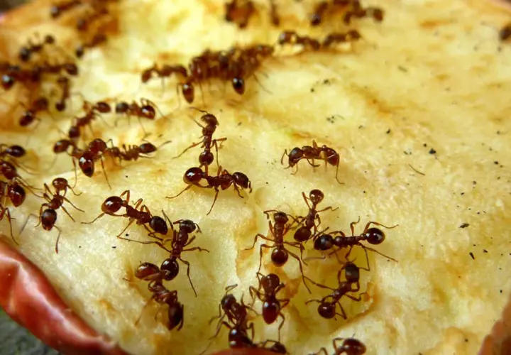Viele Ameisen krabbeln auf einem Stück Apfel. Ein Bild, das zeigt, wie man Ameisen loswerden kann, indem man die Nahrungsquelle entfernt.