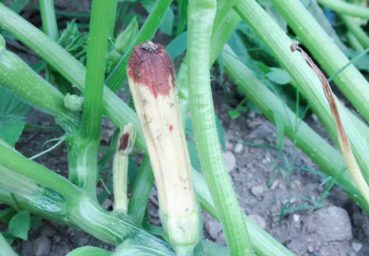Zucchina con marciume apicale, un sintomo comune di virosi zucchine. La parte superiore è brunita e secca.