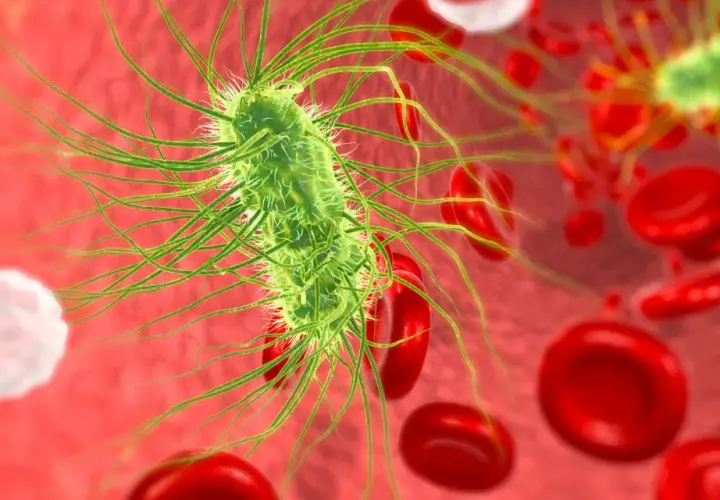 Bakteria escherichia coli w moczu, otoczona czerwonymi krwinkami.