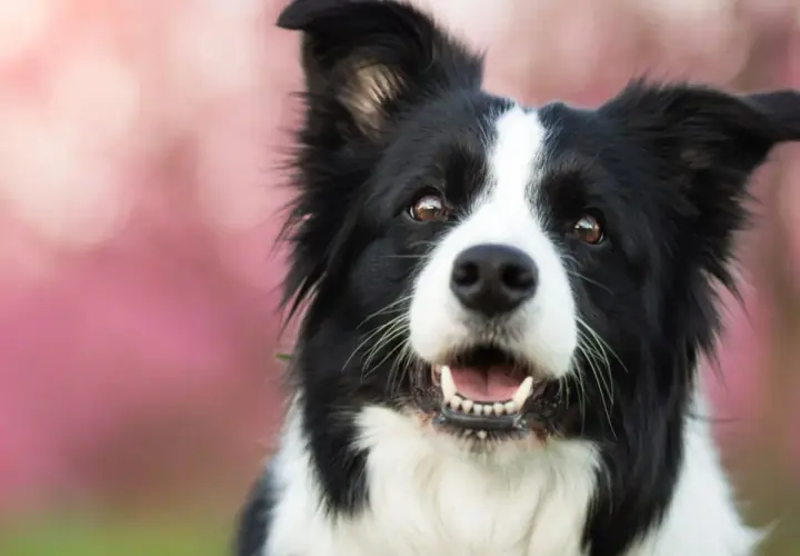 Border Collie sonriente, ideal para nombres como "Rayo" o "Luna".