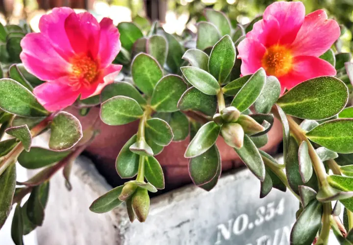 Due splendidi fiori di portulaca rosa acceso con un centro arancione brillano tra le foglie verdi succulente.