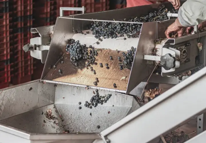 Uve scure cadono in un macchinario, parte del processo di macerazione carbonica per quali vini.