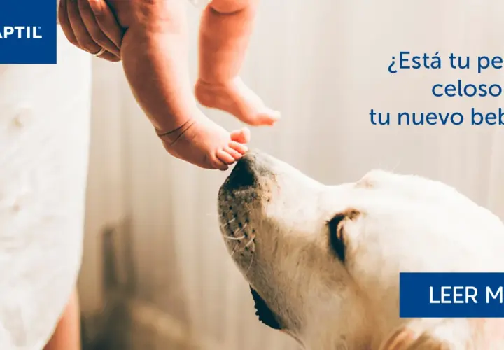 Un perro mira con curiosidad los pies de un bebé. ¿Está tu perro celoso de tu nuevo bebé?