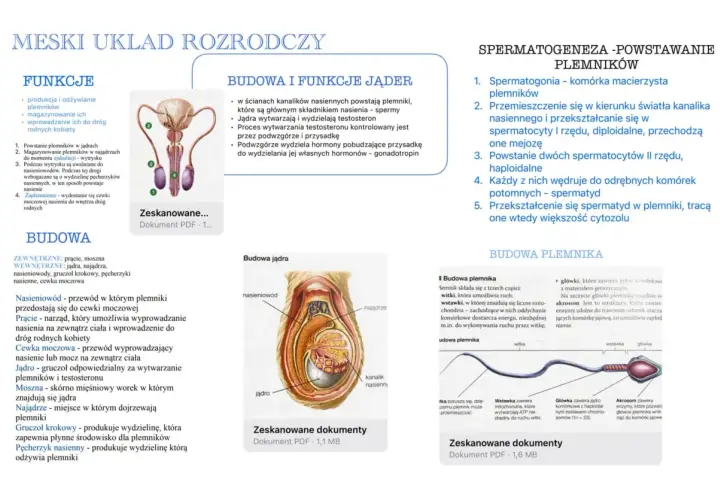 Schemat męskiego układu rozrodczego: budowa jąder, powstawanie plemników (spermatogeneza) i budowa plemnika.
