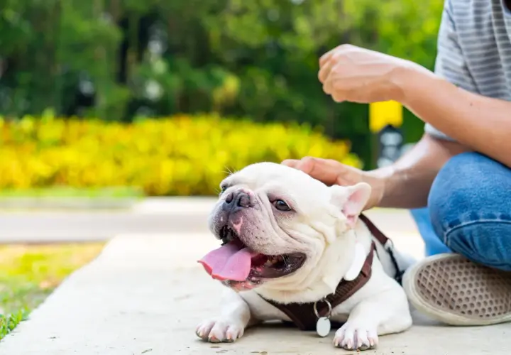 Französische Bulldogge hechelt stark, ein Zeichen für Überhitzung. Achte auf Anzeichen von **Hitzschlag Hund** und biete Wasser an.